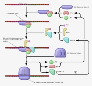 Prokaryotic Translation Initiation