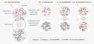 Within-host Reversion Is Influenced By Transmission - Nyse:de