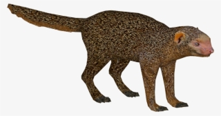 Dwarf Mongoose - Dwarf Mongoose Png
