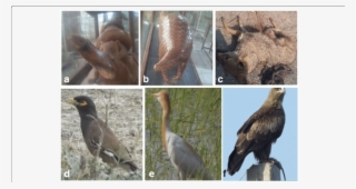 Some Important Mammals And Bird Species Of The Study - Mammal