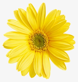 Painting Wallpaper Plants Flowers Material Transprent - Pastel Yellow Flower Png