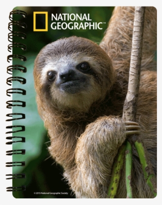 970452 - Sloth National Geographic