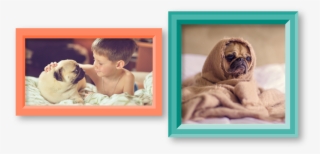 There Are Pugs That Require New Homes And Would Love