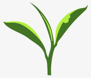 Density To Induced Metabolite Blends In Tea Plants - Tea Plant Logo