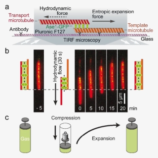 Sliding Of Partially Overlapping Microtubules Induced - Microtubule