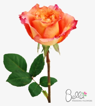 Free Spirit Roses Are A Gorgeous Variety Of Orange - Wedding