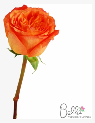 High Intenz Roses Are A Gorgeous Variety Of Orange - Wedding