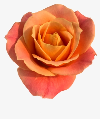 Roses In The Void By Will Gee - Rose