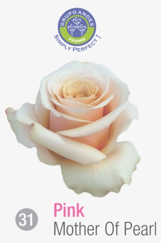 Rosa Variedad Mother Of Pearl