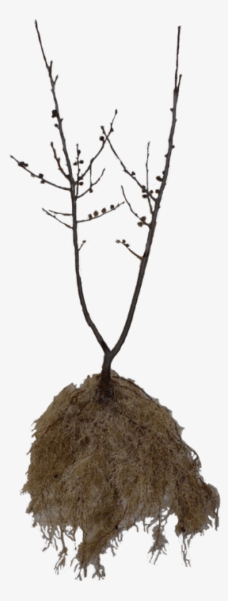 Ilex Verticillata - Winter Gold