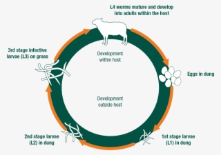 Changing Climatic Conditions Have Meant That Disease - Circle