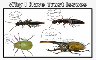 🐞 Nancy Miorelli 🐞 On Twitter - Longhorn Beetle