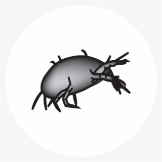 Dust Mites - Mite