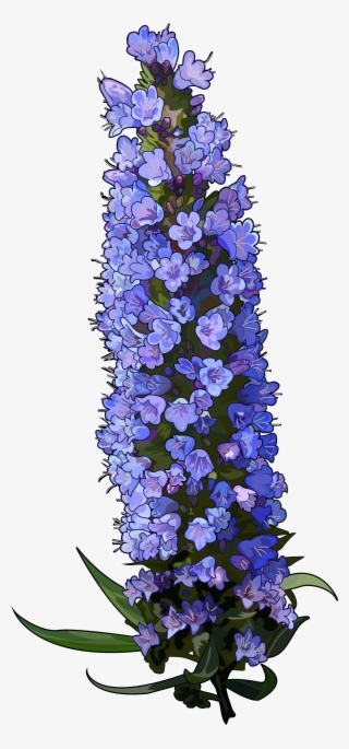 Archivo - Tajinaste-azul - Texas Bluebonnet