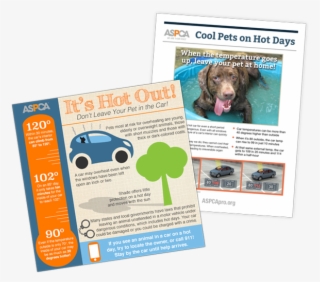 Animals, Cars And Hot Weather - Dog