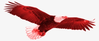 Tunisia Vs - England - Parrot