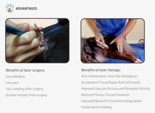 Good Selling Gbox Veterinary Laser Electrocautery - Low-level Laser Therapy