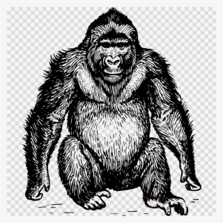 Ape Drawing Clipart Ape Gorilla Chimpanzee - Gorilla In Black And White