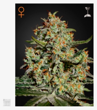 Big Bang Green House 10un - Black Diesel Advanced Seeds
