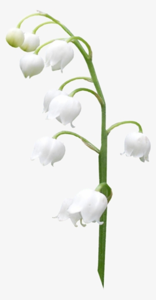 Lilies Of The Valley - Lily Of The Valley Png