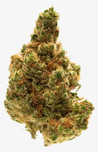 Conspiracy - Red Pine