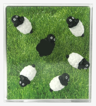 Trendform Ag Magnete Pecora Bnc/nr 6pz