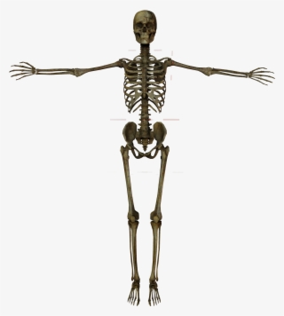 Related Wallpapers - Human Body Png Gif