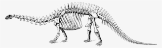 Esqueleto De Dinosaurio - Dinosaur Skeleton Png