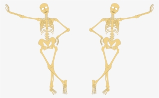 Esqueleto - Underlying Bone