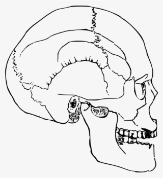 Imagem De Cabeca Esqueleto Clipart Skull Eye Clip Art - Sketsa Gambar Tengkorak Manusia