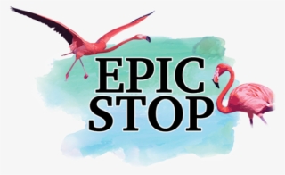 @avrilbabyyy - Greater Flamingo