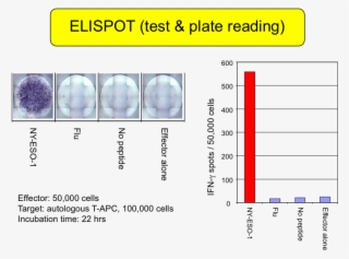 Iaf-elispot , - Enzyme Linked Immunospot Elispot