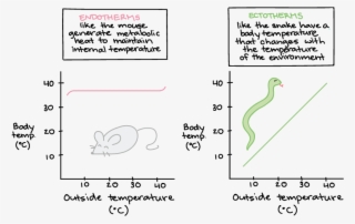 Endotherms Ectotherms Article Khan - Basal Metabolic Rate Vs Standard Metabolic Rate