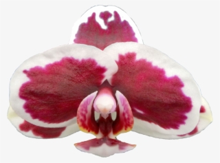 Taida King's Caroline Taida White Skirt - Orchids