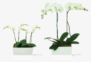 Orchids