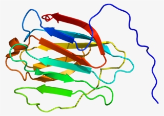 Protein Lgals8 Pdb 2yro - Protein