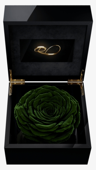Luxury Video Flower Box Magna With A Xl Preserved Dark - Box
