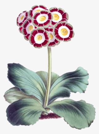 Este Diseño De Producto Es Hd Gorgeous Vintage Painted