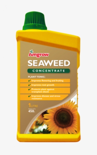 Seaweed
