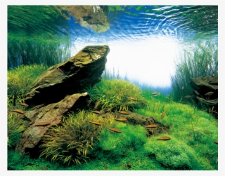 Gallery - Hobbes And Landes Aquarium