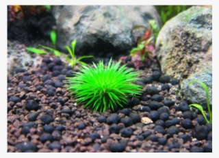 Eriocaulon Ratonagiriuni Freshwater Plants, Planted - Aquarium