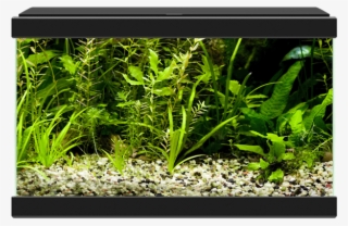 Aqua - Ciano Aqua 20 Aquarium With L.e.d Light White