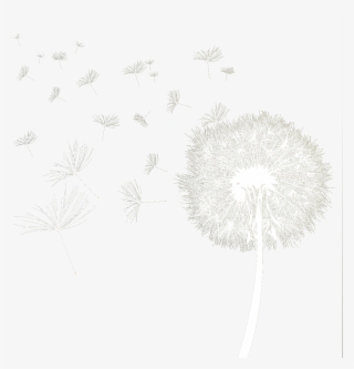 Dandelion Download Transparent Png Image - Dandelion Vector