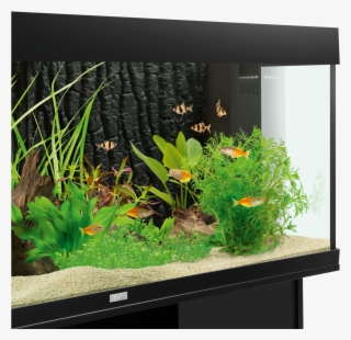 Find Dealer Facebook E-mail - Juwel Str 600 Background Review