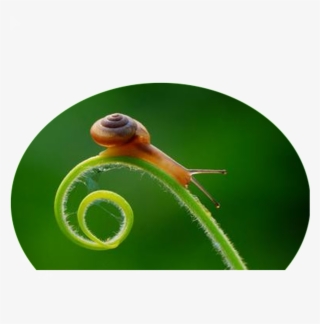 Png De Estetica Caracol Estática Alta Definicion - Cloud