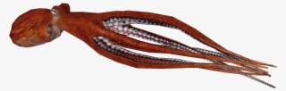 Pacificgiantoctopus - Giant Pacific Octopus Png