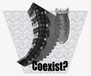 Beaver Or A Wild Goose,” Parnell Said - Graphic Design