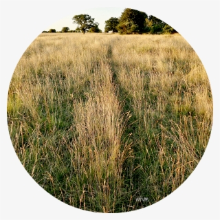 Where A Track Used By A Fox Or Badger Cuts Through - Grass