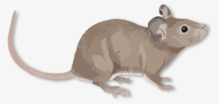 Background - Rat