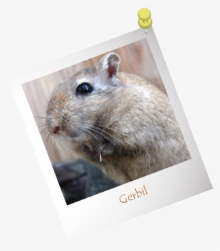 Gerbi Animal